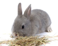 Уход за карликовыми и декоративными кроликами