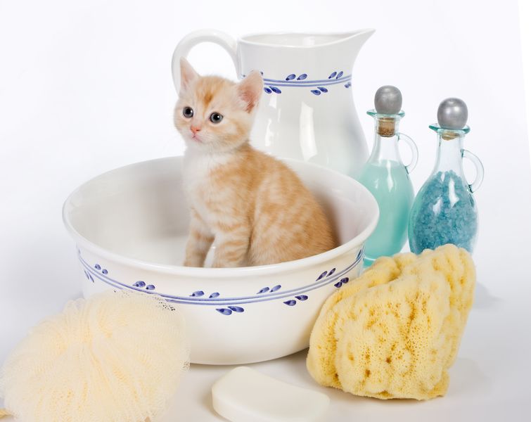 Помыть кота или кошку